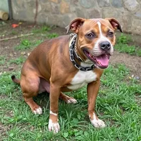 Pitbull é resgatado após ficar acorrentado por dias em São Bernardo