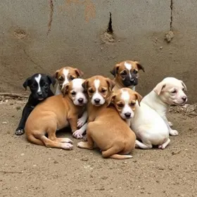 Mãe e sete filhotes são abandonados em frente ao Caps Farina nesta segunda