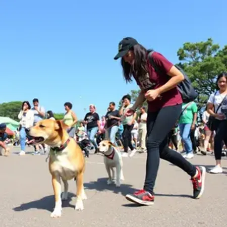Pets Day ABC movimenta São Bernardo com cãominhada, feira de adoção e solidariedade